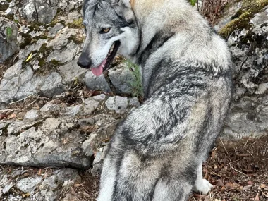 Lobo de sierra Morena - Perro Lobo Checoslovaco