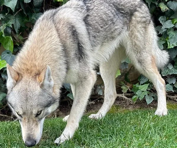 Ainsa- Breeder of Czechoslovakian Wolfdogs