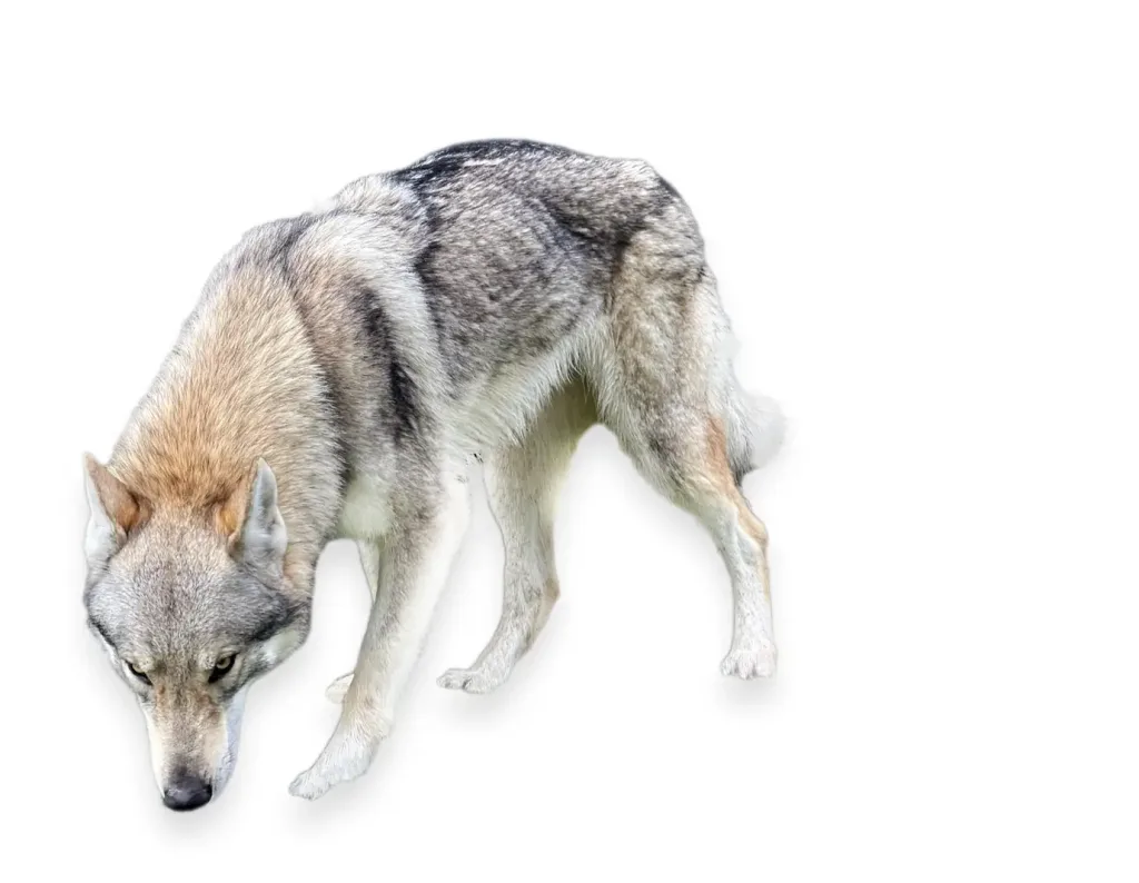 Lobo de sierra Morena - Perro Checoslovaco