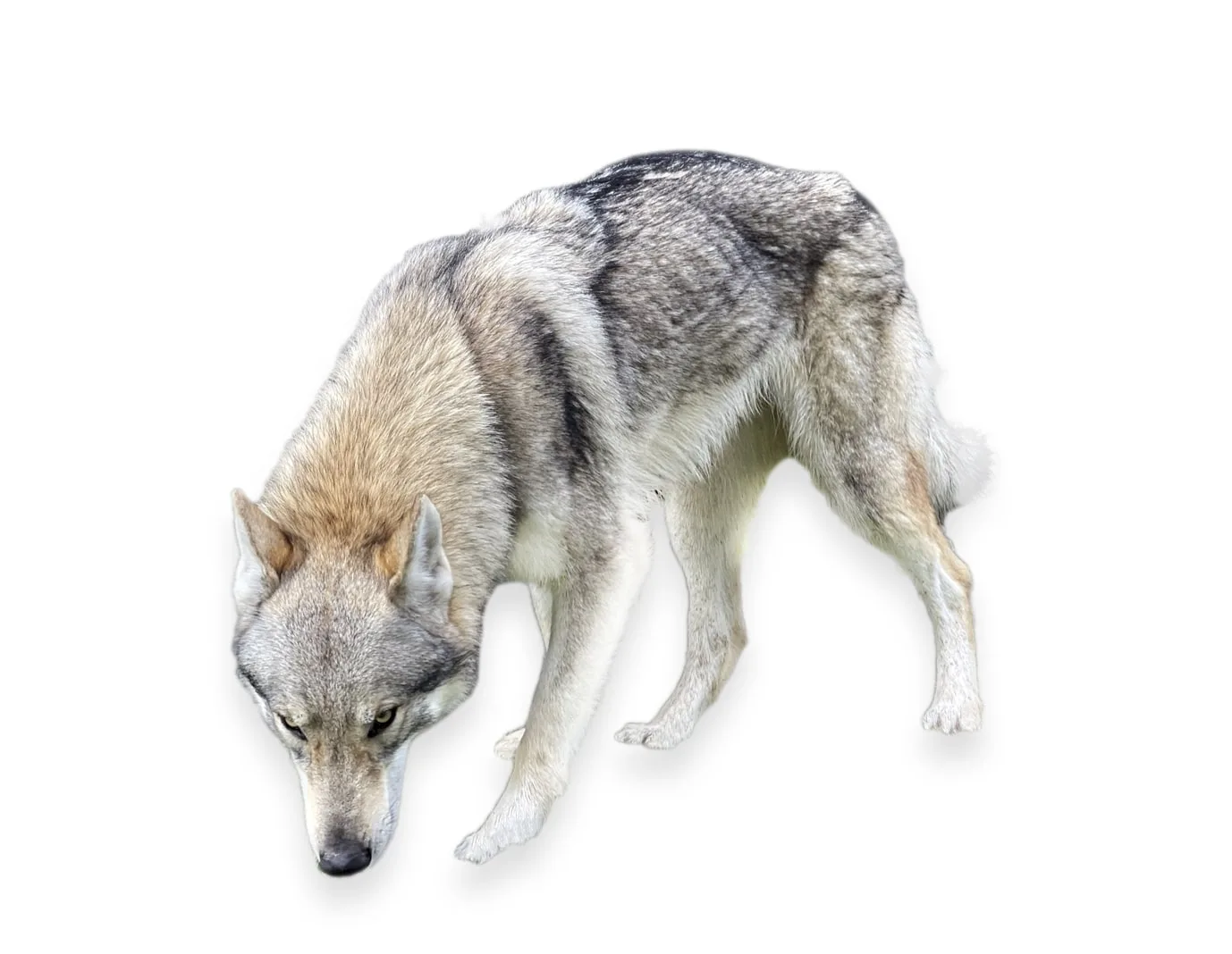 perro lobo checoslovaco