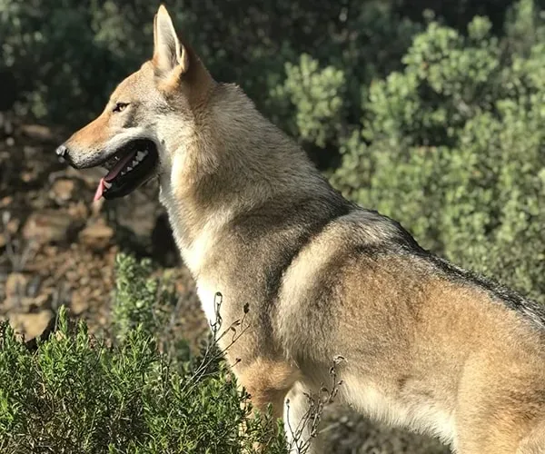Deep Dream Breeder of Czechoslovakian Wolfdogs