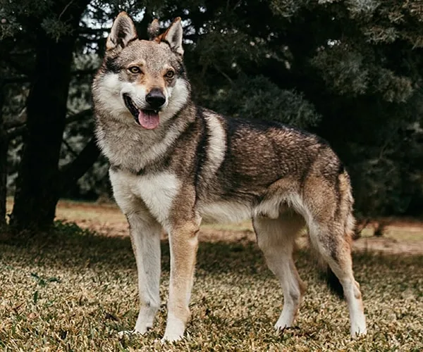 Xenomi Breeder of Czechoslovakian Wolfdogs